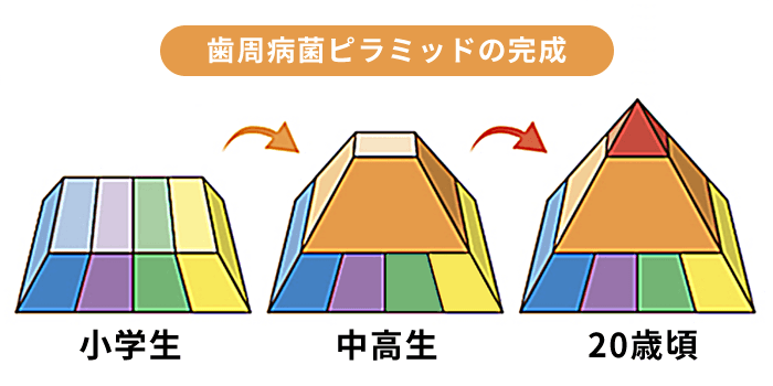 歯周病菌ピラミッド